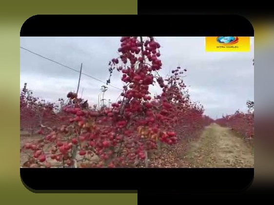 رازهای سیب وحشی در سایت شرط بندی: چرا این موضوع مورد توجه کاربران ایرانی است؟